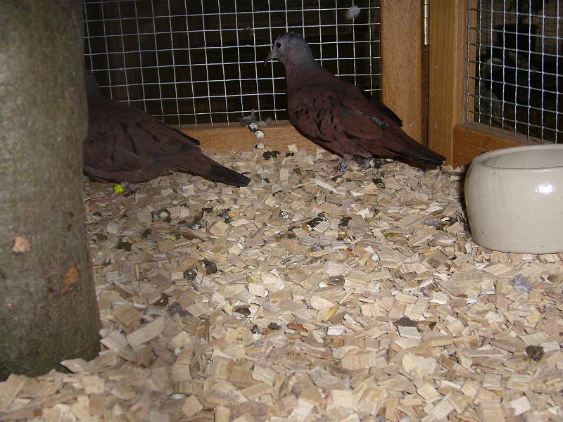 Kreisschau Coesfeld 2008 081.jpg - Rosttäubchen von Otto Wehenbeck Preis sg 94